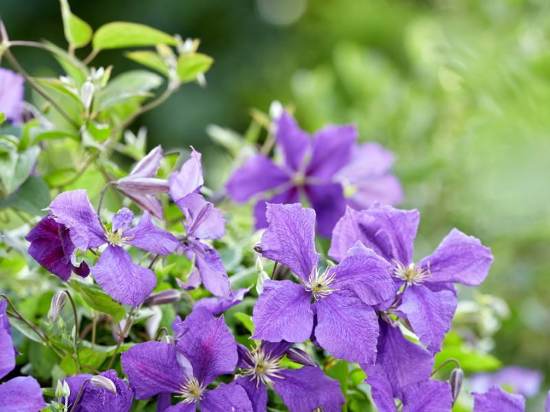 Grøn plante med lilla blomster